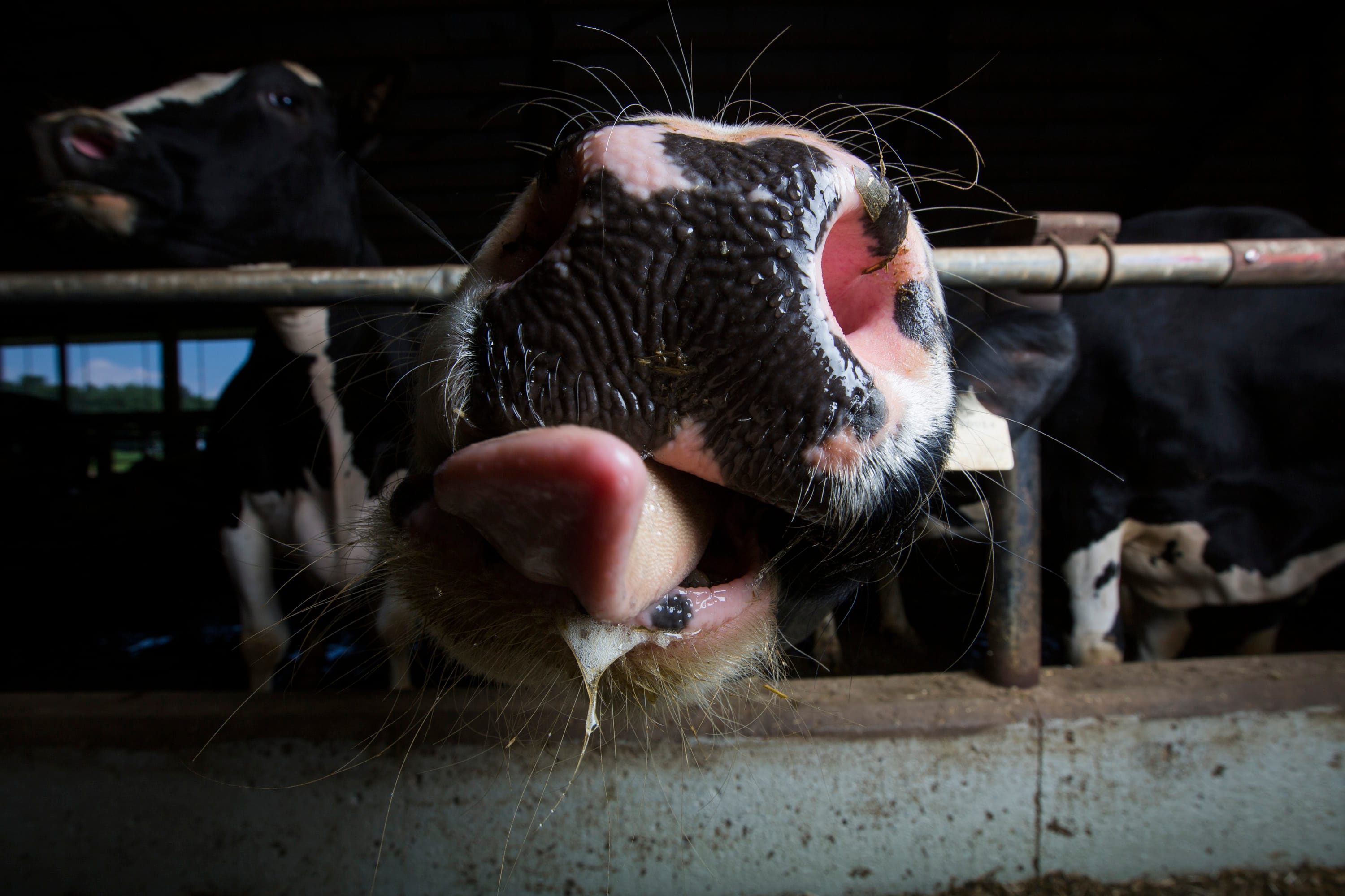 Cows stand in a pen at the Loewith dairy farm in Lynden, Ont., on Tuesday, July 16, 2013. (Brent Lewin/Bloomberg via Getty Images)