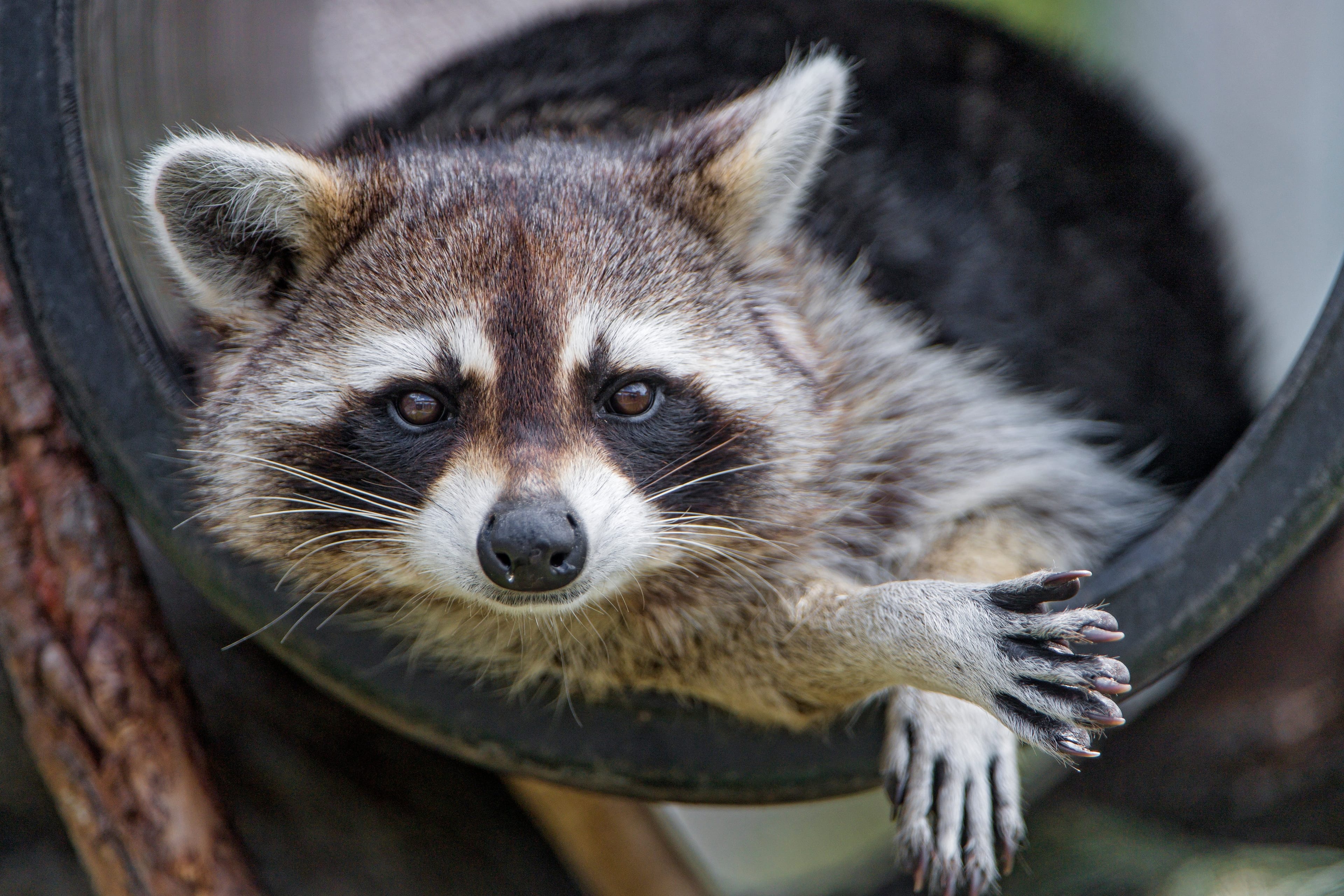 Portrait of a raccoon (Getty Images)
