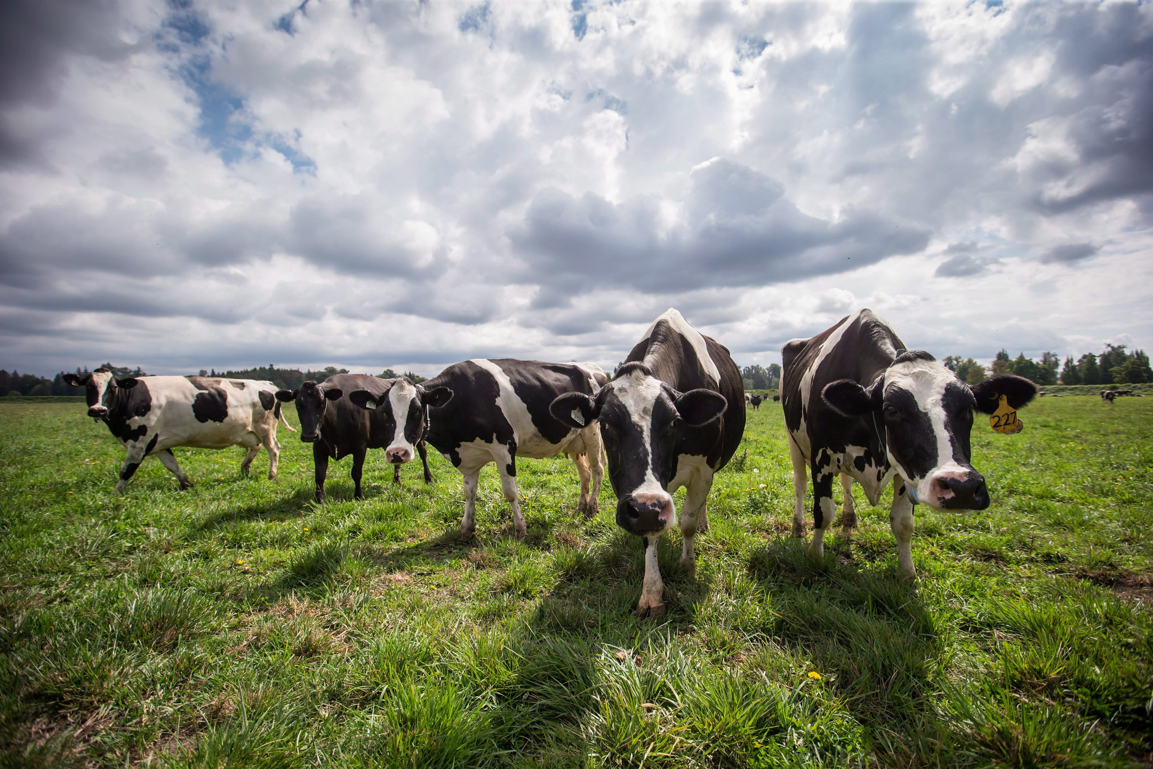 Dairy cows in Surrey, B.C. THE CANADIAN PRESS/Darryl Dyck