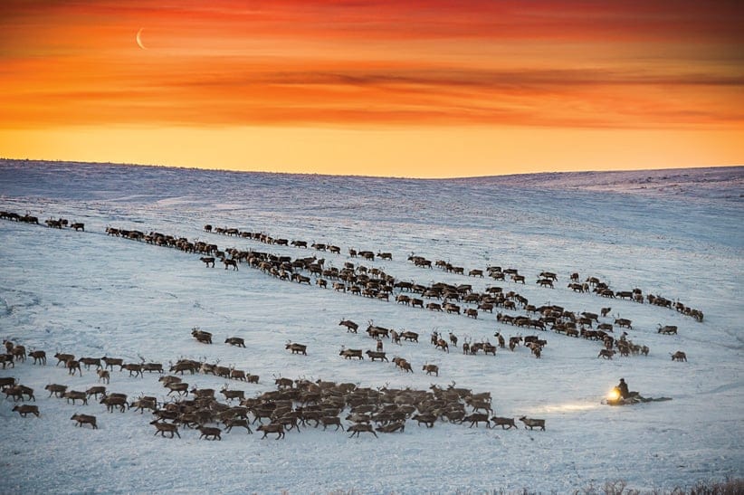 Reindeer crossing
In the early 1900s, the Canadian and U.S. governments made a deal to import a few thousand reindeer from Alaska to the Northwest Territories to provide food and fur for the Inuvialuit of the Mackenzie Delta after a caribou shortage. Now, the 3,000 reindeer—the only herd in Canada—are owned, herded and bred by Canadian Reindeer, a family business, headed by Lloyd Binder, a descendant of one of the men who originally helped bring the deer to the area. 
Every spring, the reindeer are herded with snowmobiles between Inuvik and Tuktoyaktuk to their summer breeding grounds. Things will be a little different this year, though. Instead of crossing the ice road, the reindeer will pass by the Inuvik Tuk Highway, a recently-opened all-season road that will connect the towns.
Members of both towns usually gather to watch the migration. Photographer Chris Miller took this photo in January of 2016. He was struck by the animals’ docility compared to their wild cousins, the caribou. That, and the landscape. “You look in one direction and it’s sunset — you look in another and it’s sunrise,” says Miller. “The light’s just amazing. It’s like having that golden hour for hours of the day.”  Words by Prajakta Dhopade; Photograph by Christopher Miller