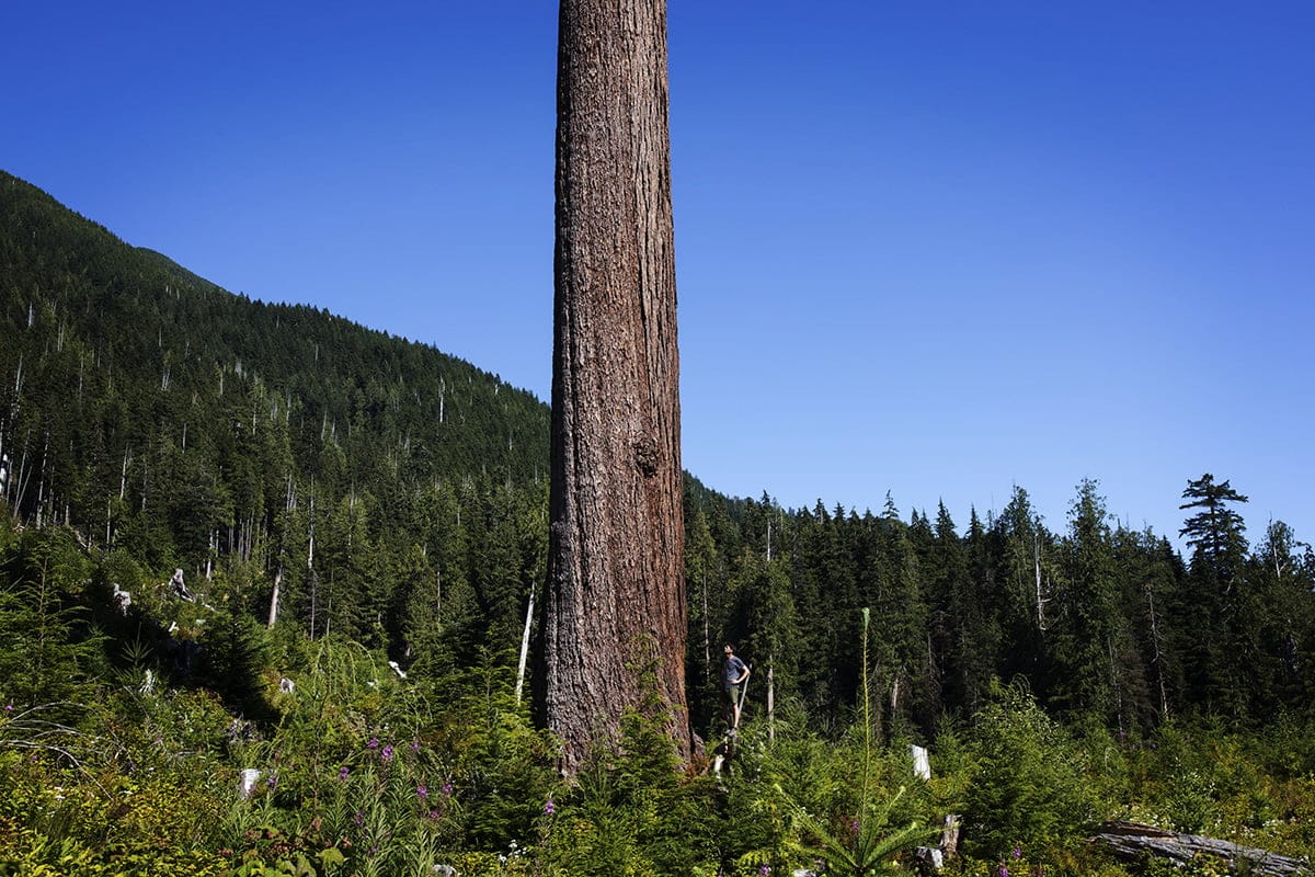 Harley Rustad, author of 'Big Lonely Doug: The Story of One of Canada’s Last Great Trees,' stands next to Doug, which was saved from a clearcut (Melissa Renwick)