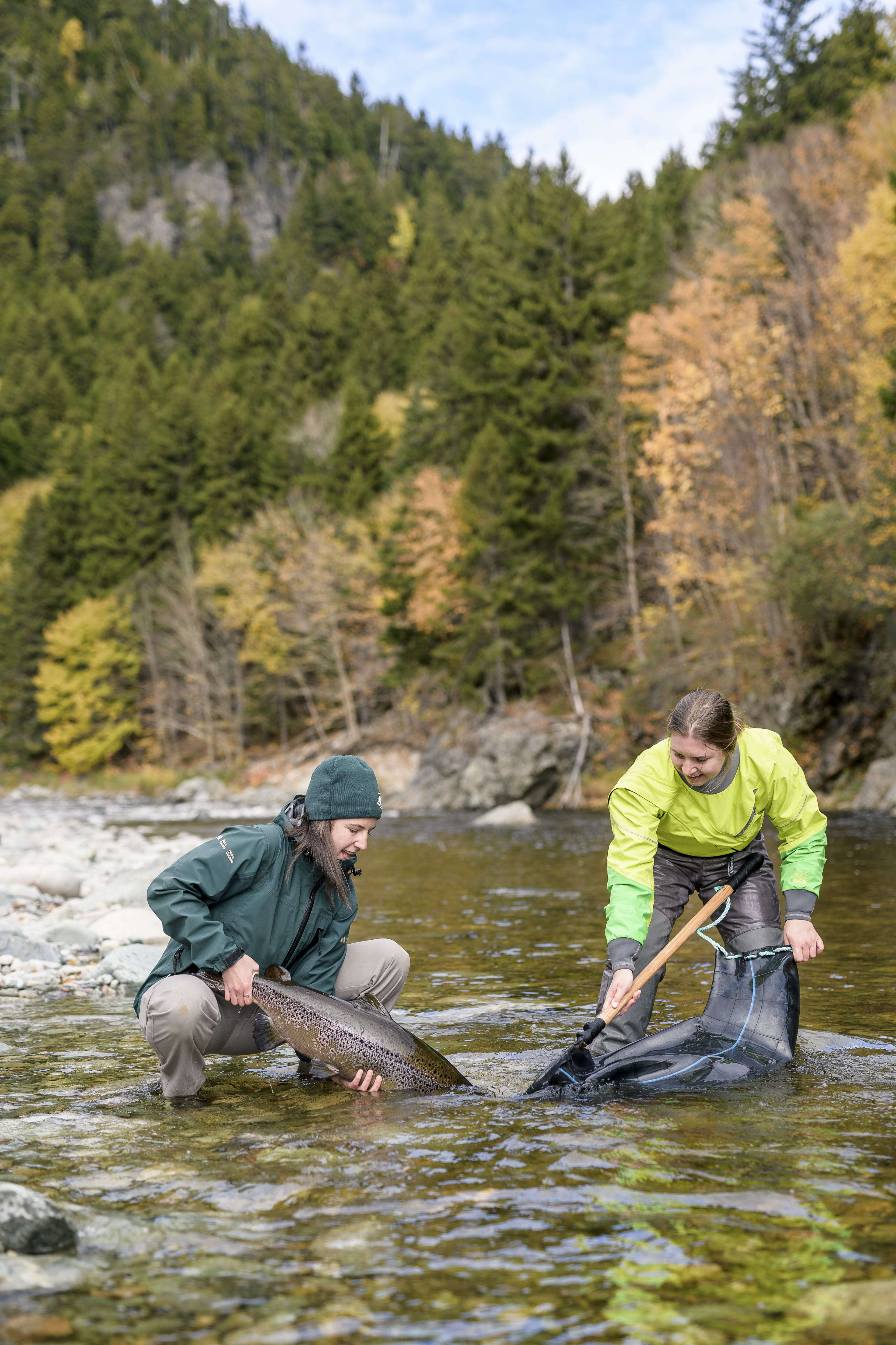 Rescuers nab young salmon before they reach the ocean, then raise them in a sea pen; they later truck them back to their native river for release (Nigel Fearon/Parks Canada/Fundy National Park )