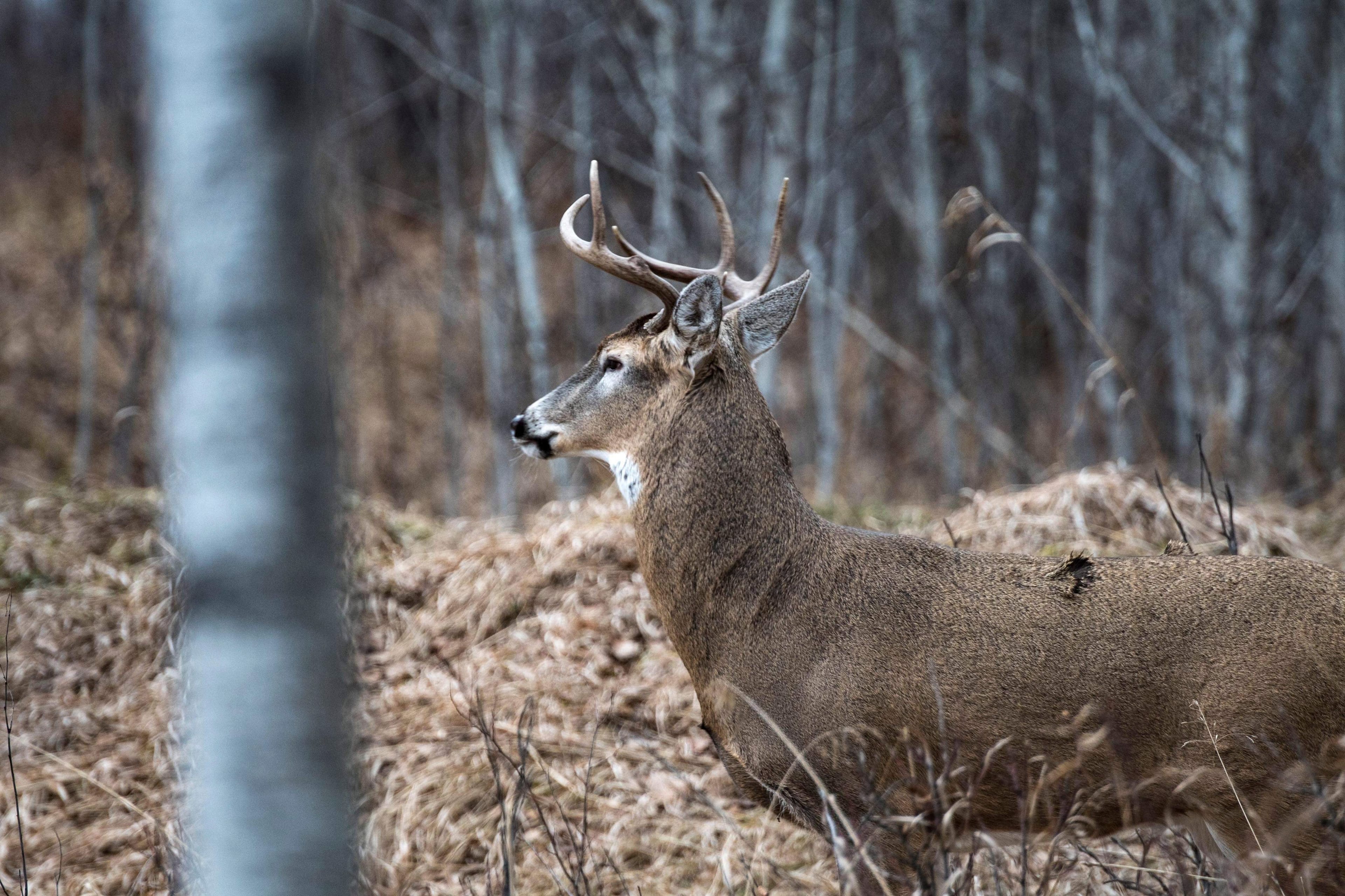 A deer in Saskatchewan. (Jim MacDonald)