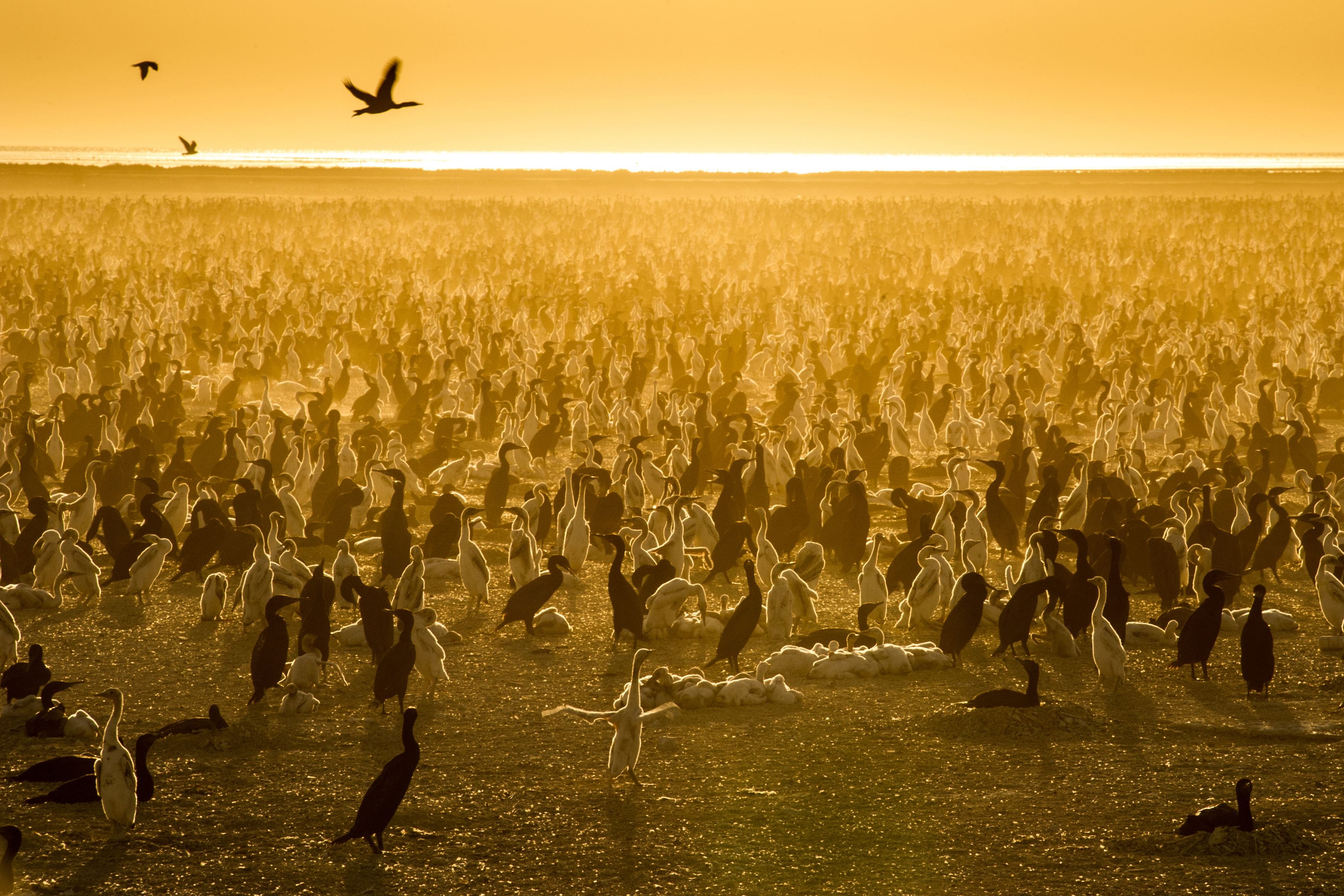 A dust storm blows in over a colony of Socotra Cormorants, endangering their chicks (Ben Macdonald/Silverback/Netflix)