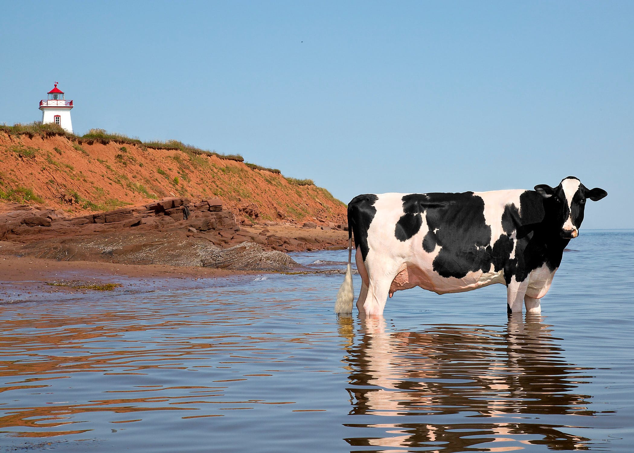 Olivia, one of newly elected P.E.I. MLA Bloyce Thompson’s Holsteins, hock-deep in water on a beach, in the shot that went viral last year (Vicki Fletcher)