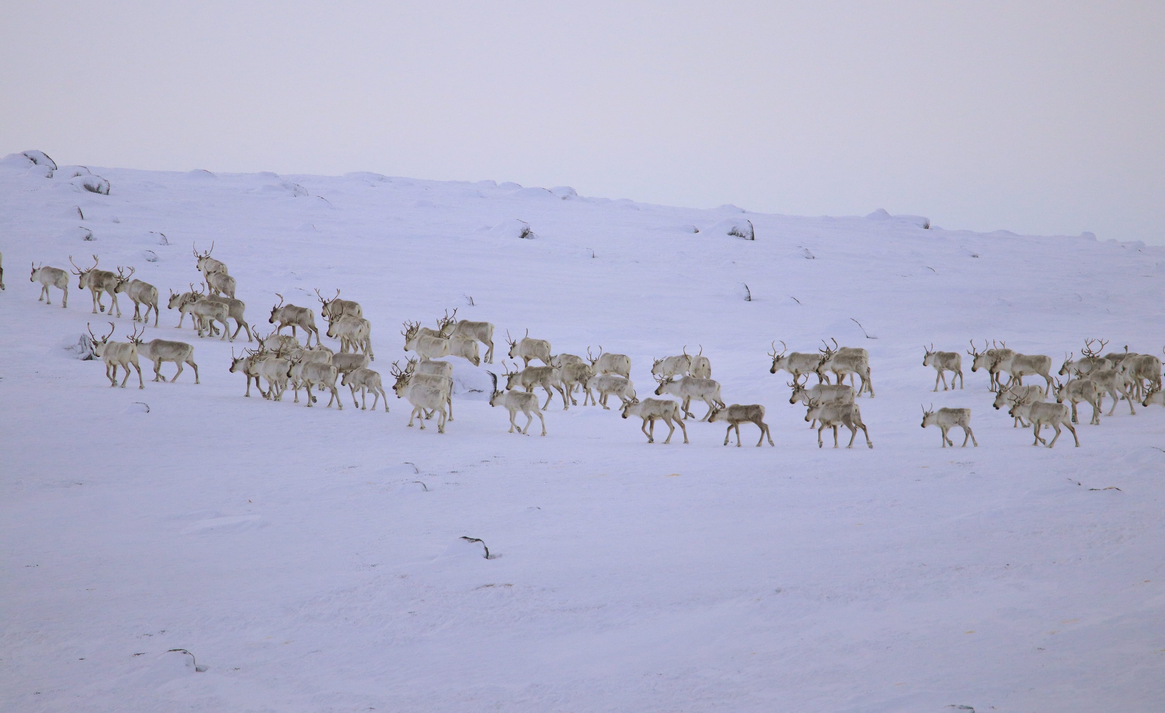 The George River caribou herd was almost 800,000 strong in the ’90s; it has now shrunk to fewer than 5,500 (David Borish/Nunatsiavut Government/NunatuKavut Community Council/Torngat Secretariat)