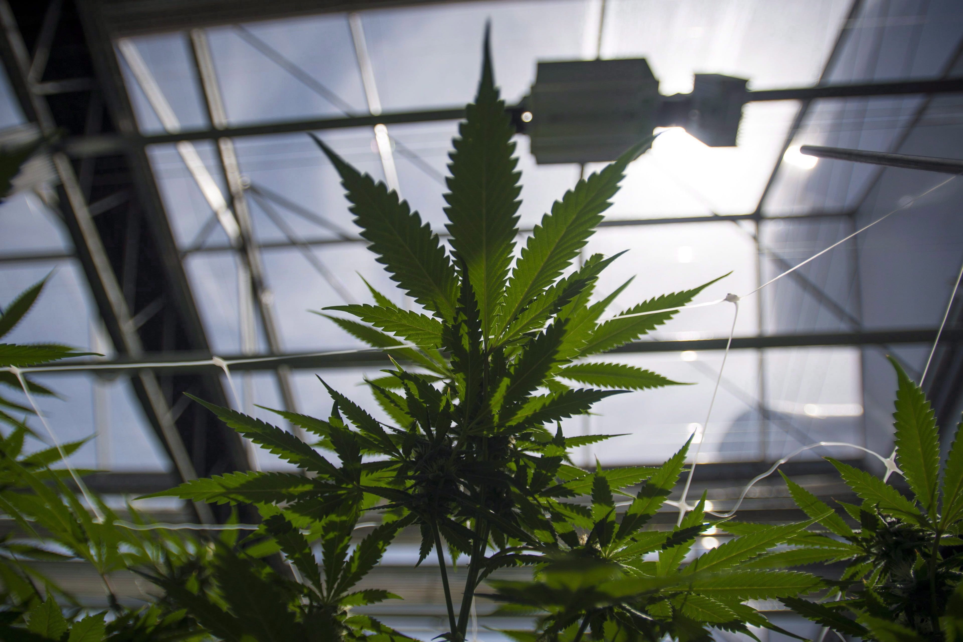 CannTrust Holdings Inc. says its board has terminated CEO Peter Aceto with cause amid an ongoing Health Canada investigation into alleged illicit activity at the cannabis company. Cannabis plants are photographed during the grand opening event for the CannTrust Niagara Greenhouse Facility in Fenwick, Ont., on Tuesday, June 26, 2018. (Tijana Martin/CP)