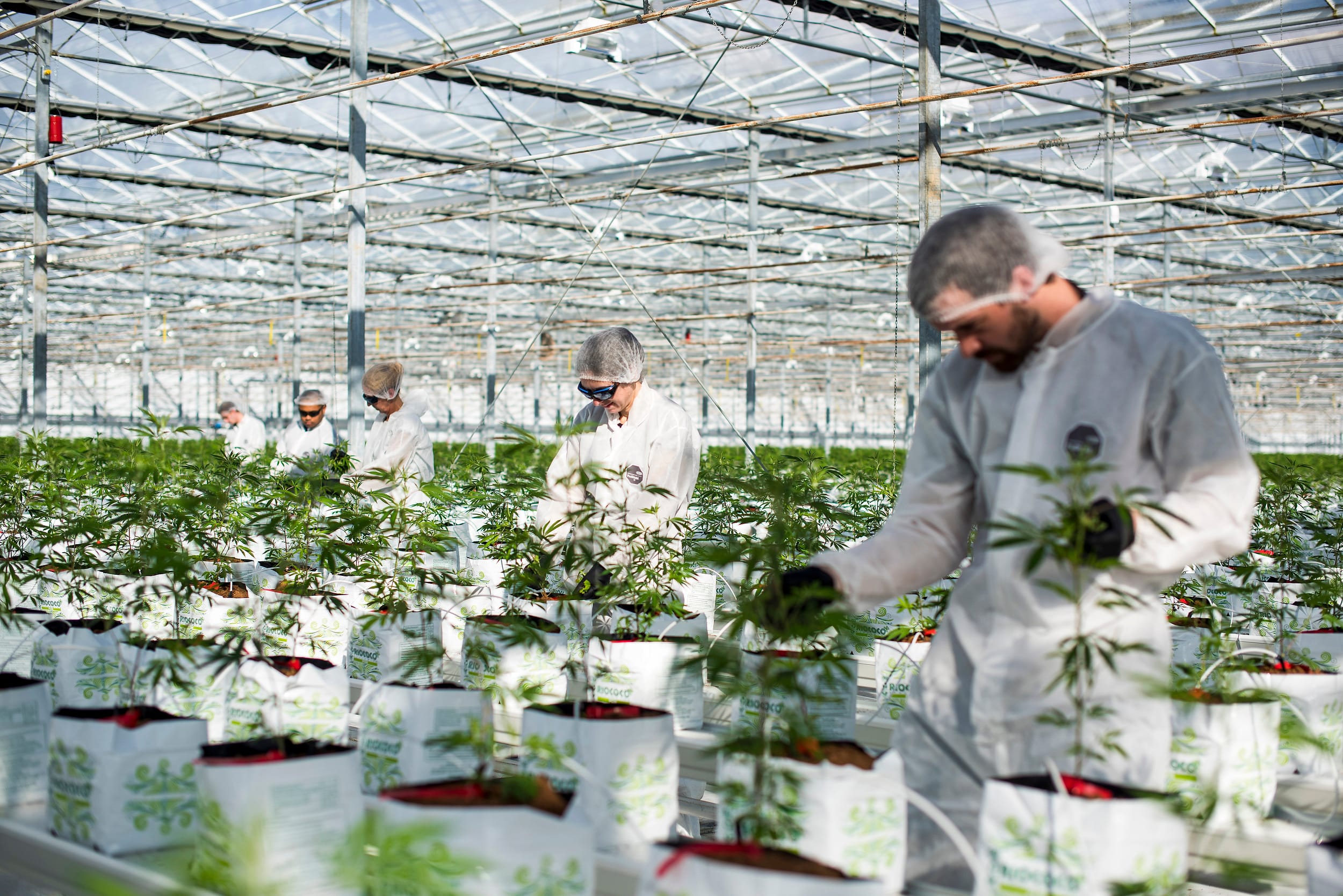 Workers at the sprawling Canopy-owned cannabis greenhouse in Aldergrove, B.C. (Photograph by Jimmy Jeong)