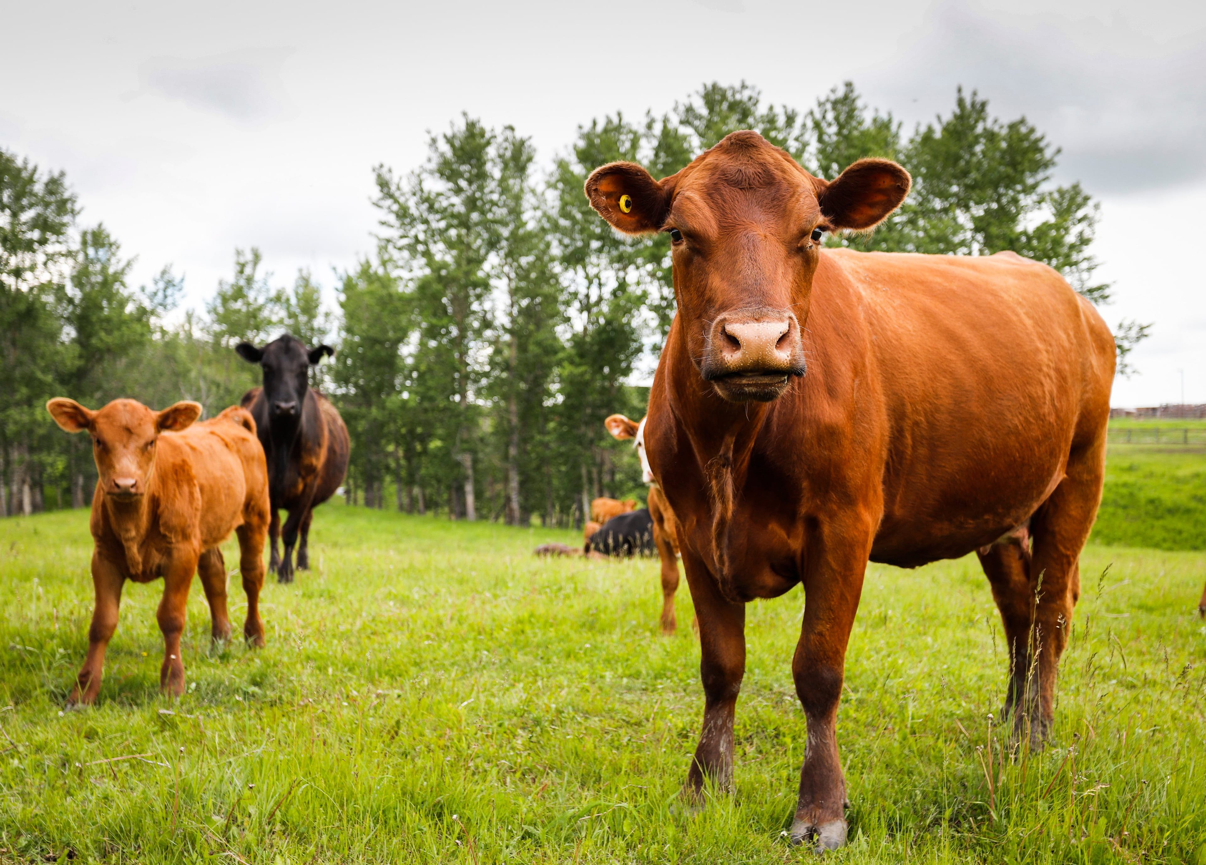 Cows and their calves graze in a pasture on a farm near Cremona, Alta., Jun. 26, 2019. (CP/Jeff McIntosh)