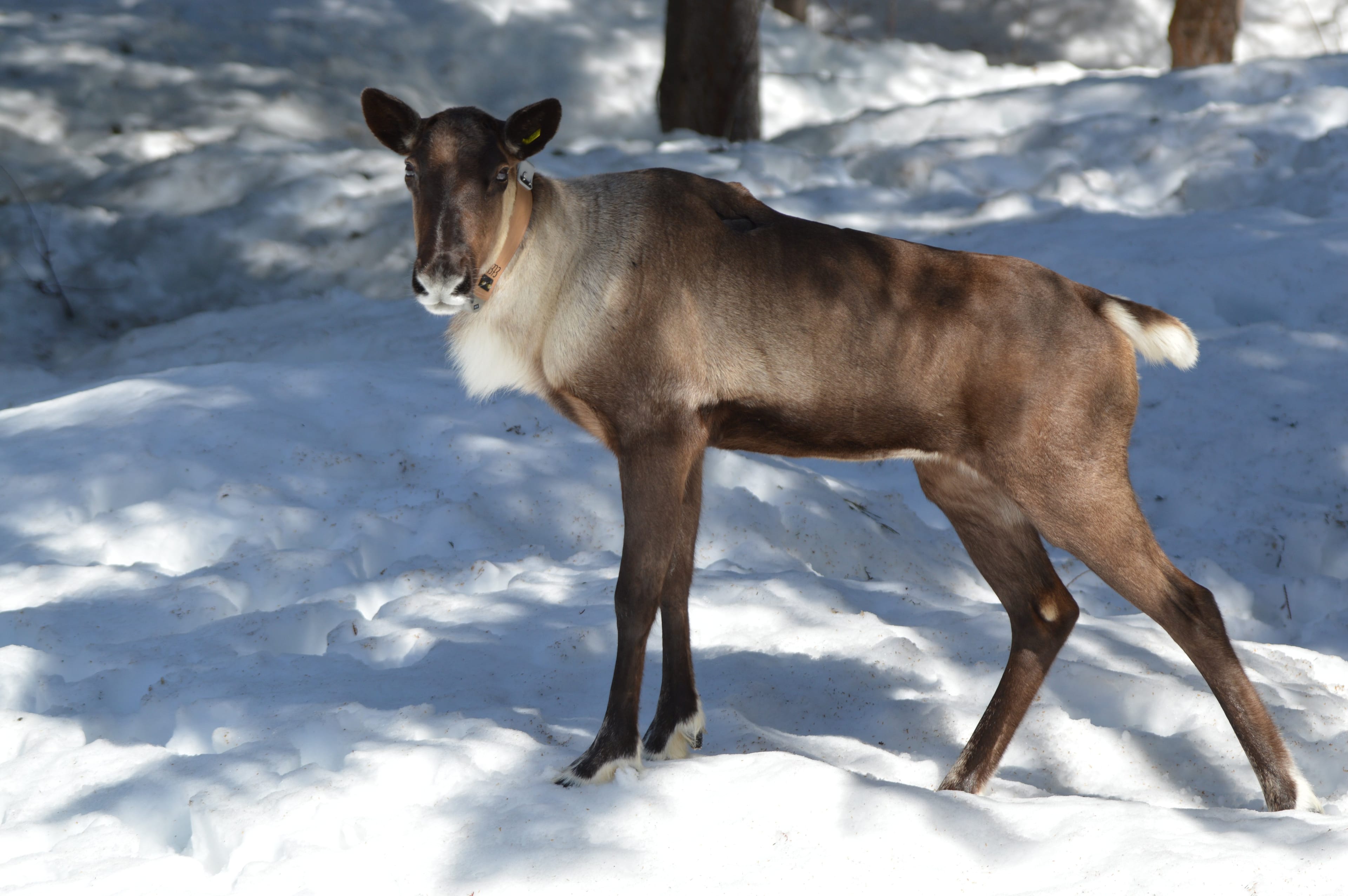 A mountain caribou believed to be one of the Gray Ghosts, a herd now facing extinction. (Len Edwards/Splatsin First Nation)
