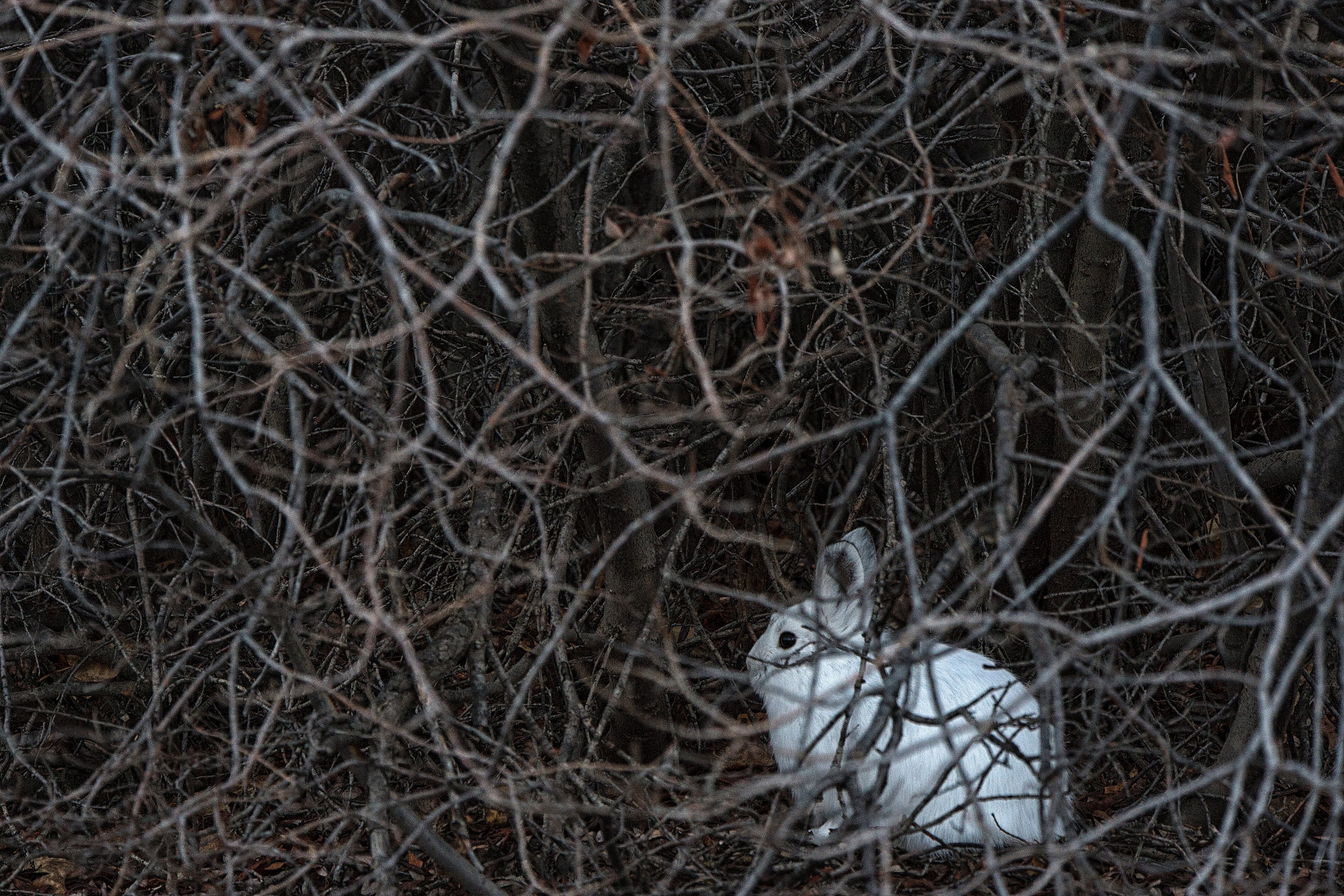 Shifting seasons and snow cover can put the snowshoe hare's fur out of sync, leaving it more vulnerable to predators (Peter Mather)