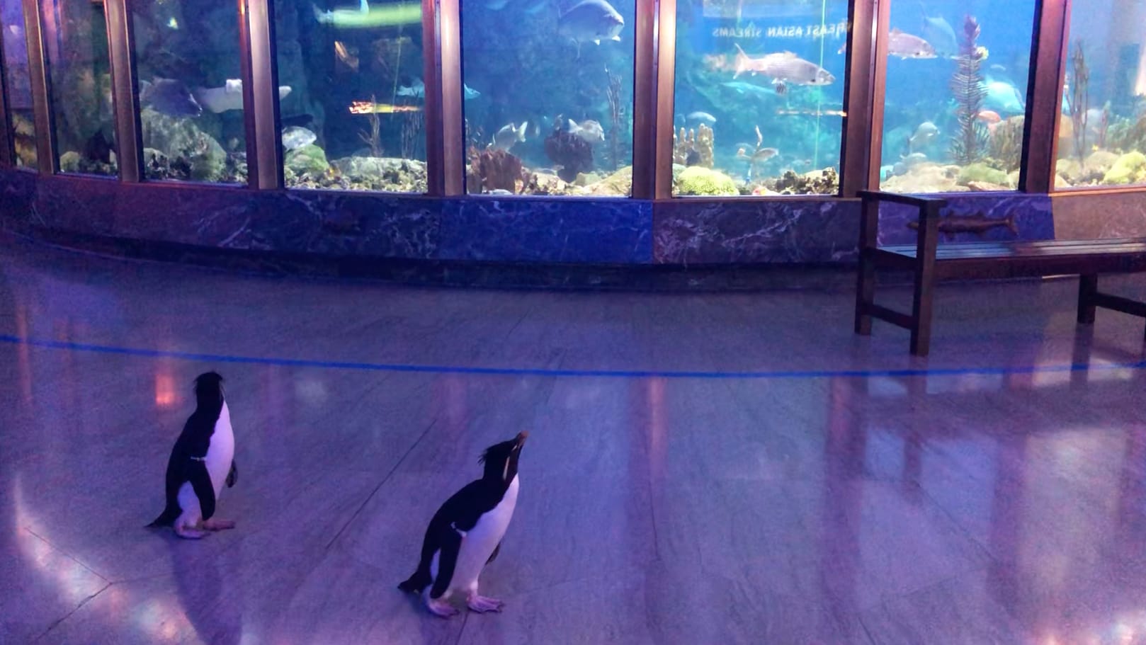 Edward and Annie, a pair of rockhopper penguins, explore the aquarium during its shutdown. (Courtesy of Shedd Aquarium)