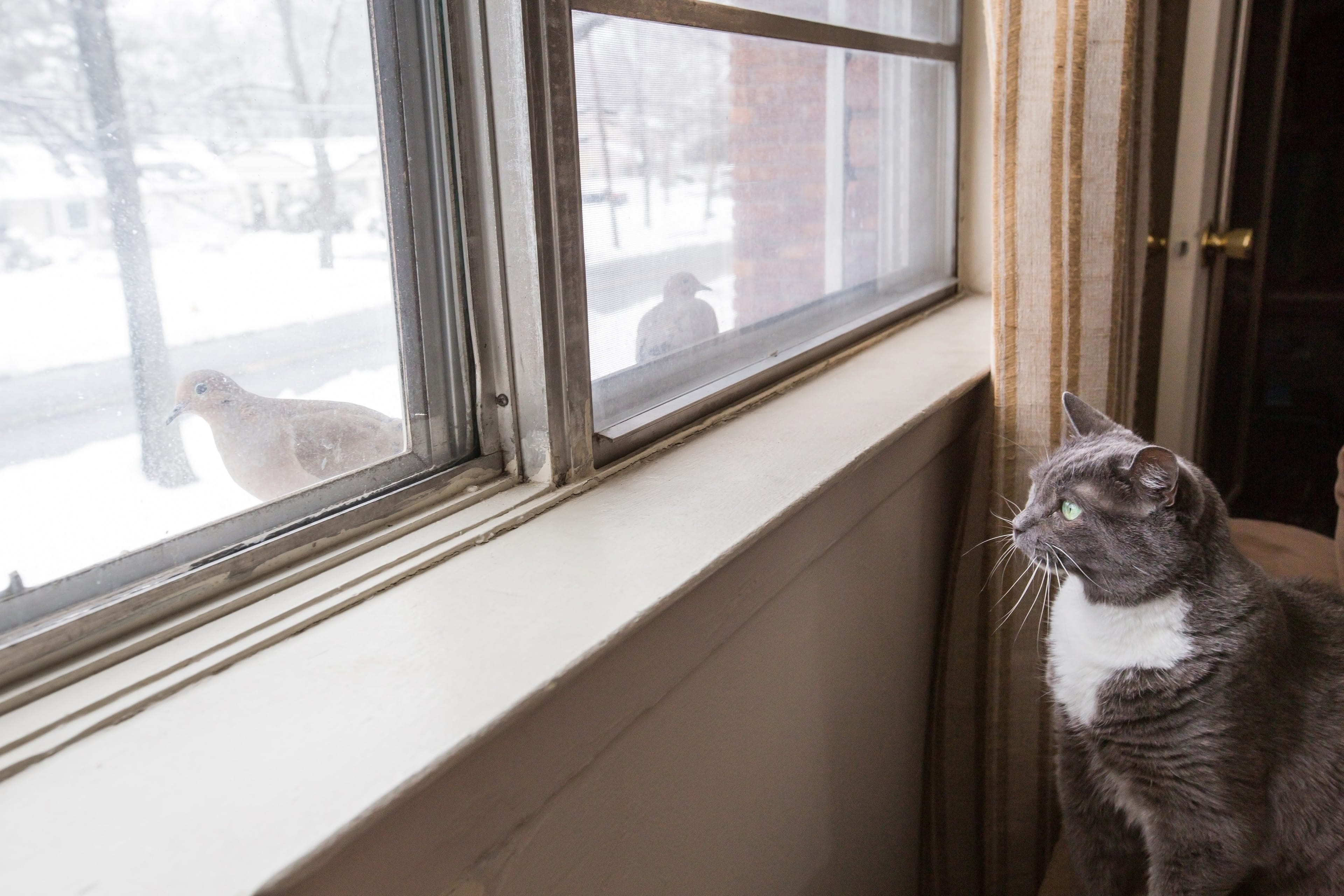 North American cats kill billions of birds every year (Jena Ardell/Getty Images)