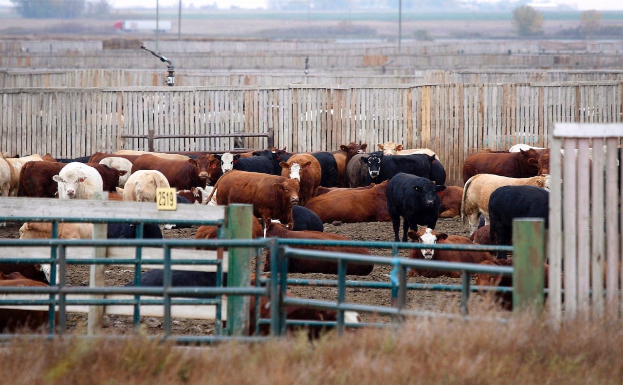 Cattle look out from a feedlot in Brooks, Alta., Wednesday, Oct. 10, 2012. (Jeff McIntosh/CP)