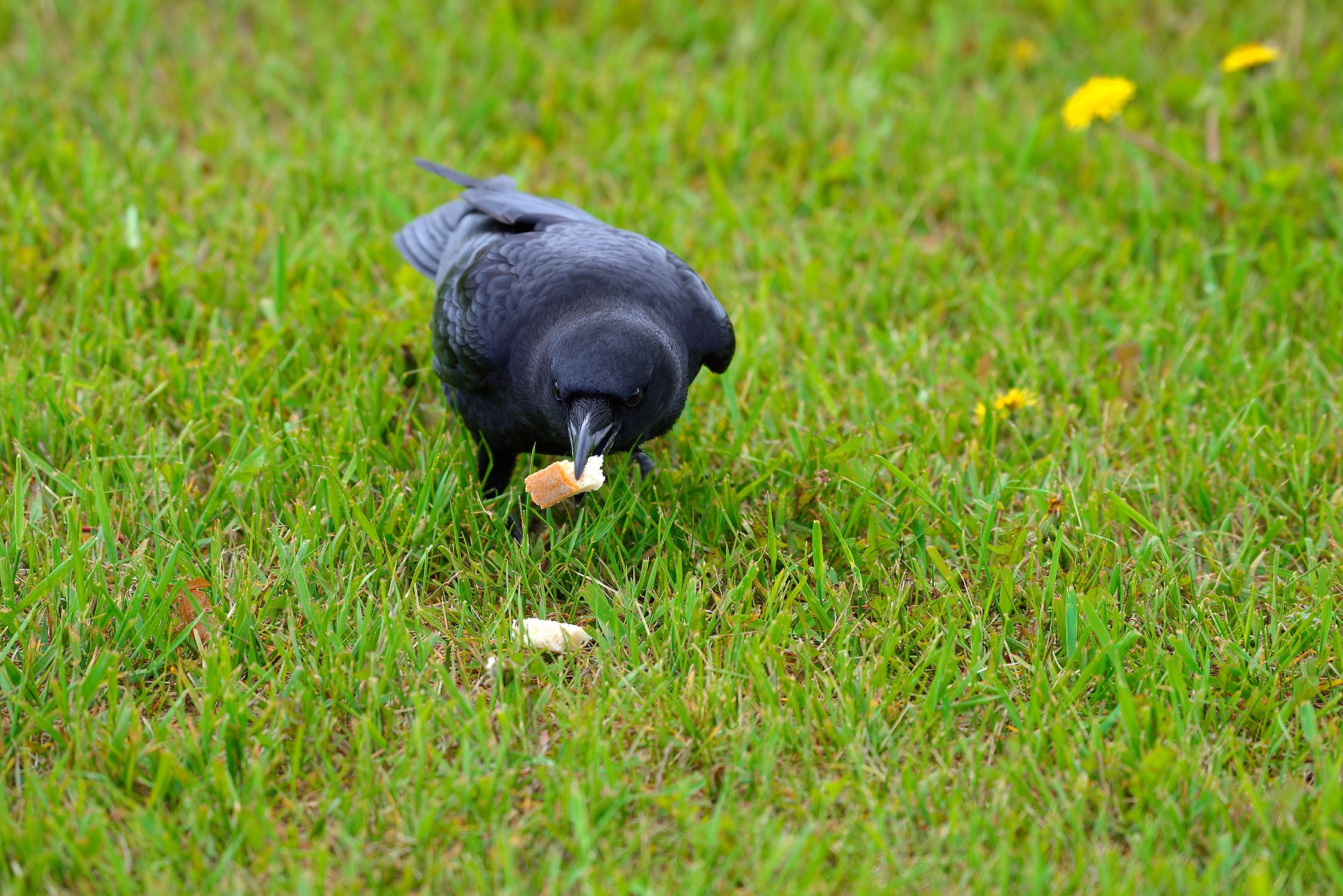 (Paul Williams/Getty Images)