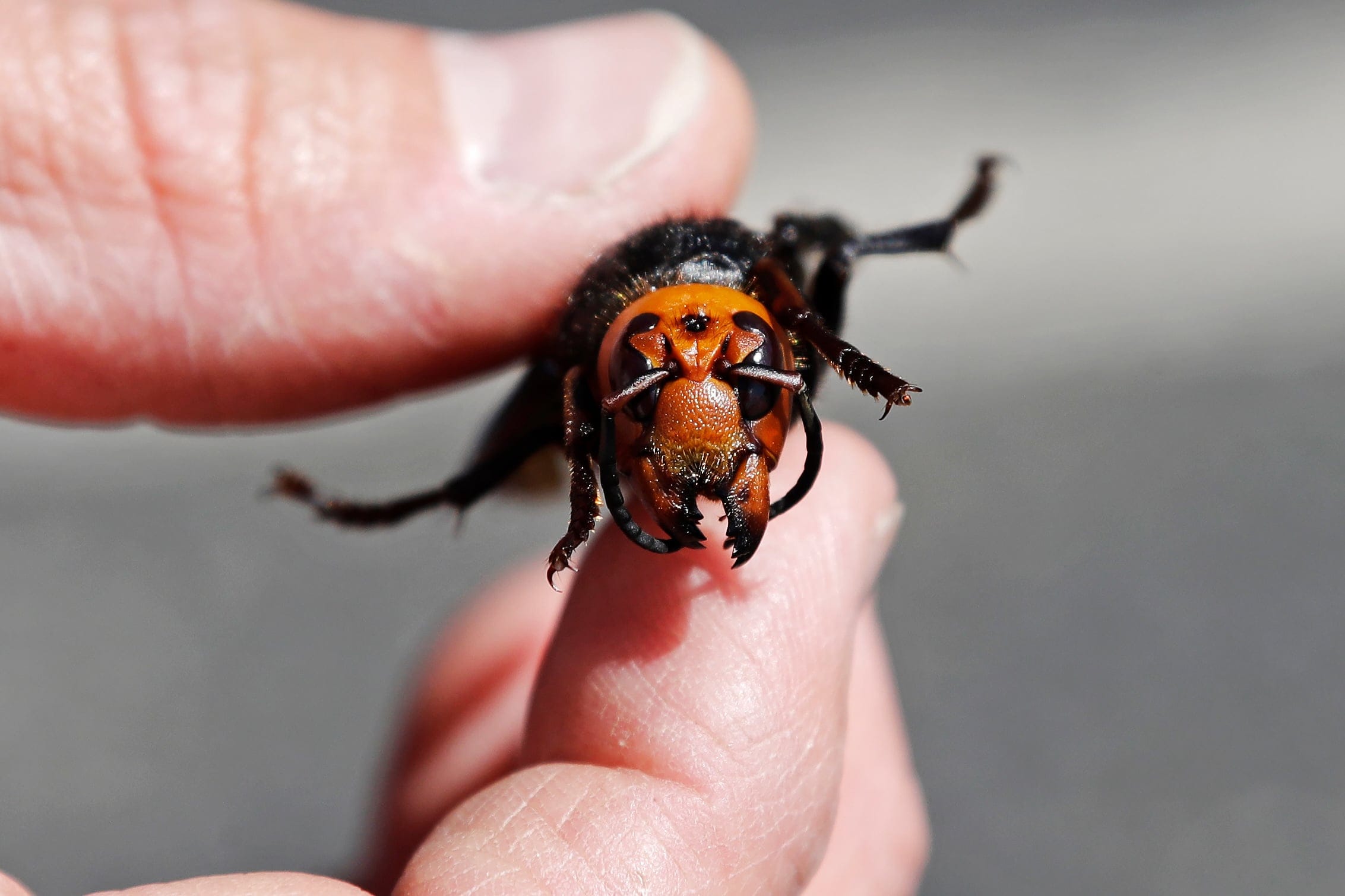 Washington State Department of Agriculture entomologist Chris Looney displays a dead Asian giant hornet, a sample sent from Japan and brought in for research, on May 7, 2020, in Blaine, Washington. - The new Asian hornets that have been found in Washington state may be murder on already stressed-out honeybees, but for humans its like a repeat of the sensationalized scare that turned Africanized killer honeybees of the 1970s: a real and nasty bug hyped into a horror movie motif that didnt quite fulfill its scary billing. Numerous bee and insect experts tell people to calm down about the so-called murder hornets, unless you are a beekeeper. (Elaine Thompson/AFP/Getty Images)