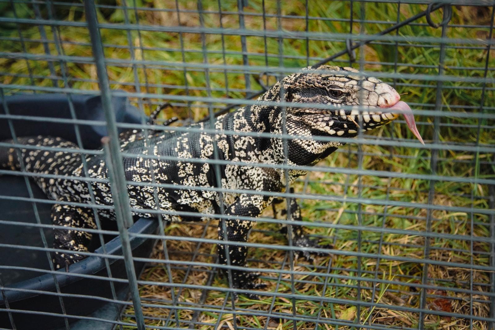The Argentine black and white tegu can grow as long as 130 cm and eats just about anything (Photograph by Nicole Craine)