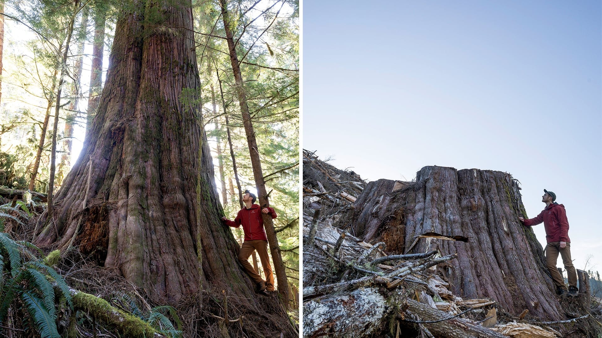 Watt’s ‘before and after’ photos have drawn worldwide attention to old-growth logging in B.C. (TJ Watt)