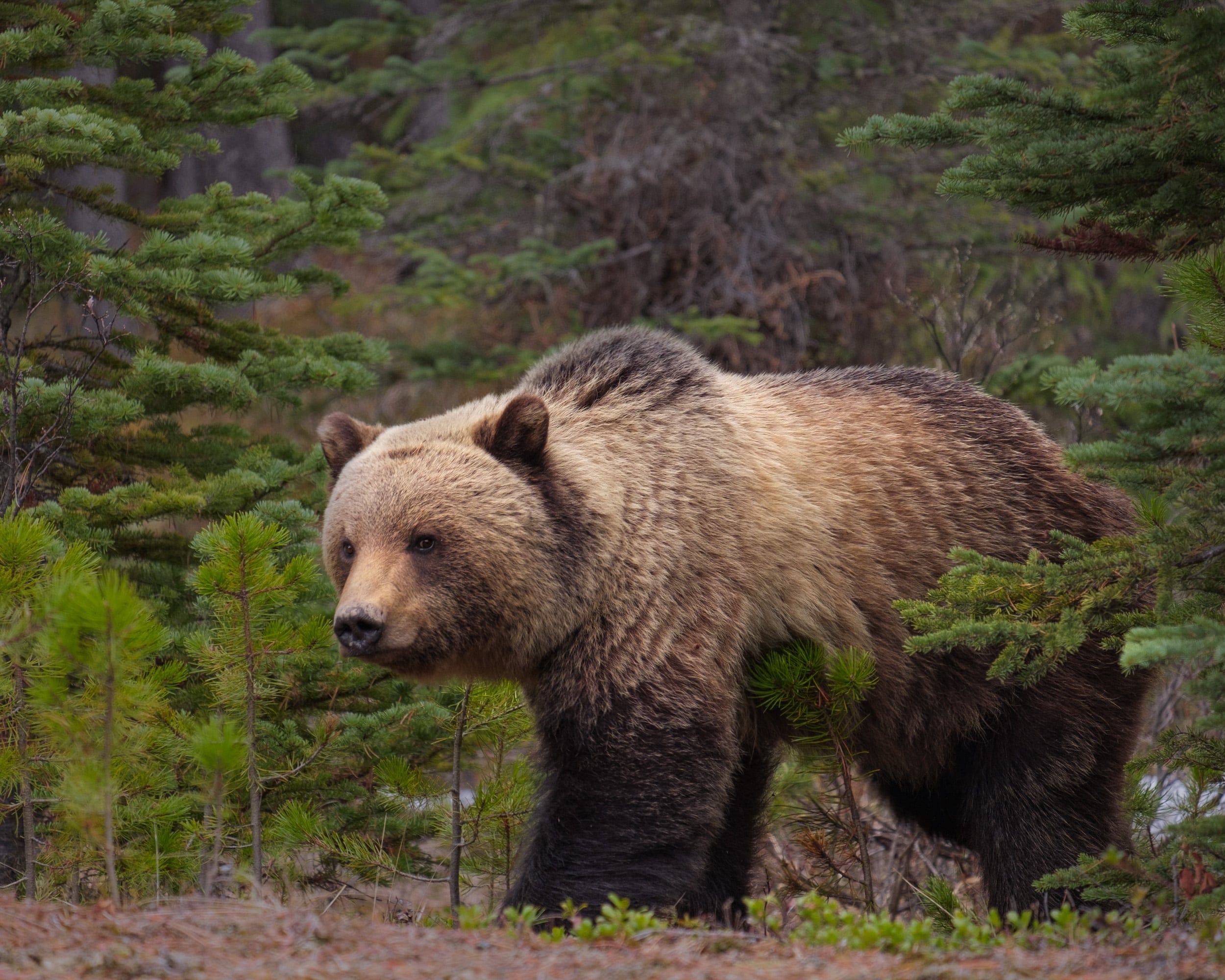 Jasper, Canada (Denis Yankin/EyeEm/Getty Images)