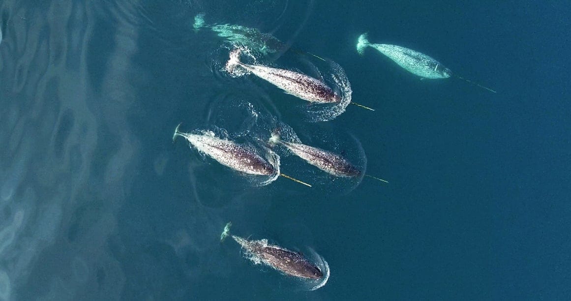 (Courtesy of Oceans North)