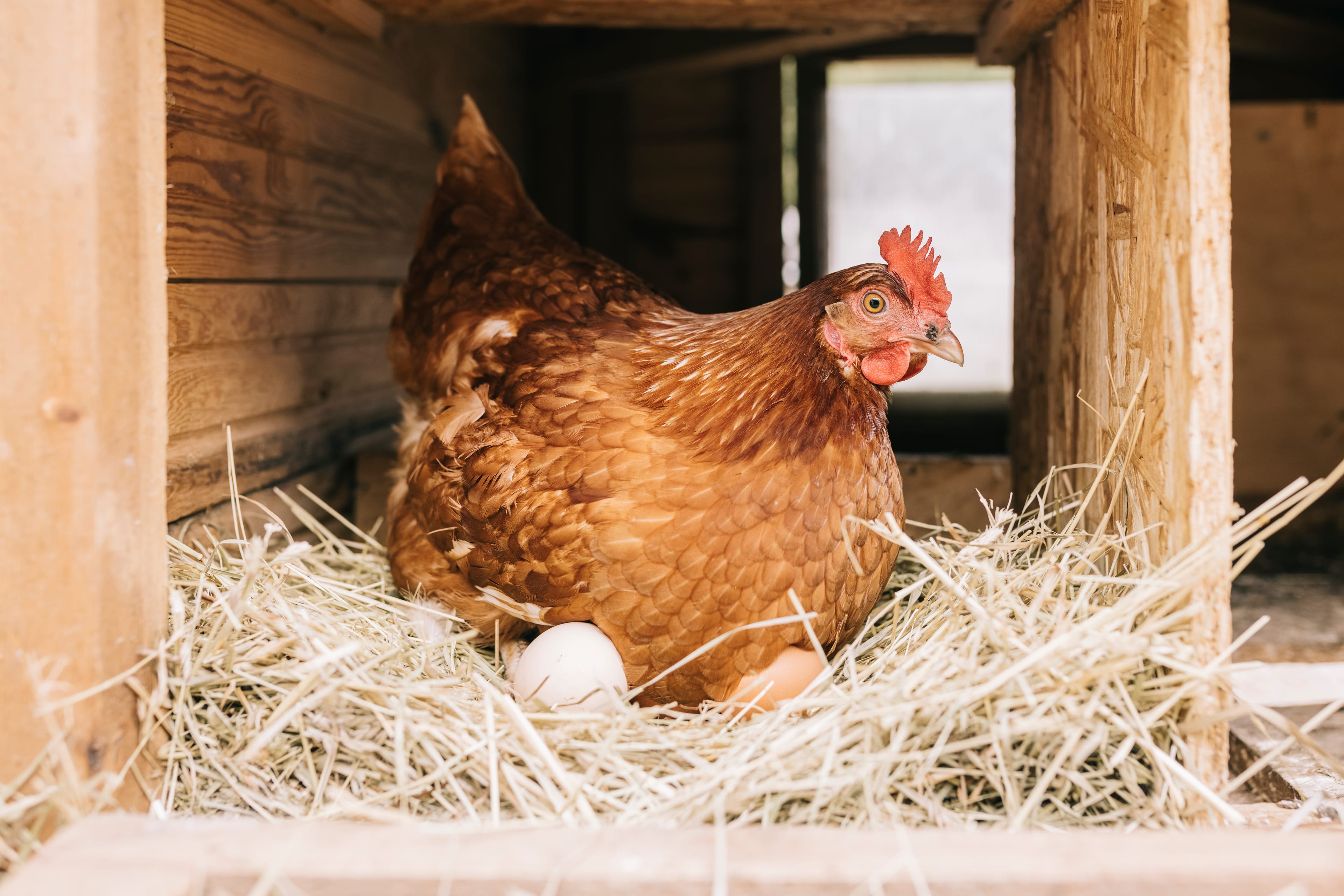 Over the past decade, cities across Canada have been piloting urban hen programs (Photo courtesy iStock)