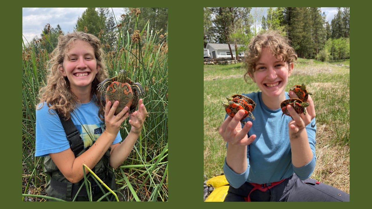 Alexa Weibe conducting her own research on Western turtle