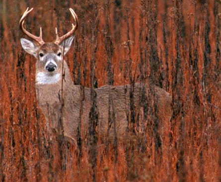 090415_deer