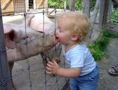 Swine Flu
