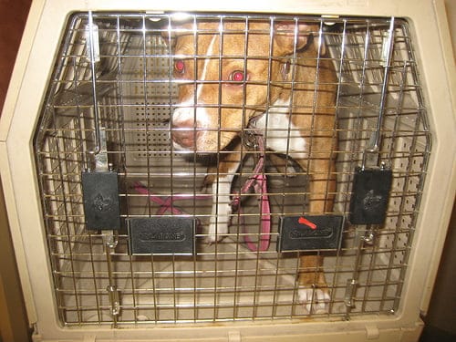 Rescued Dog
