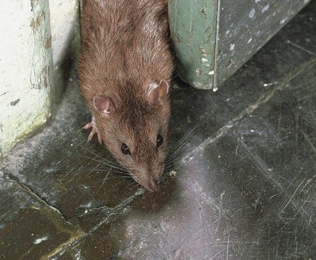 090914_rats