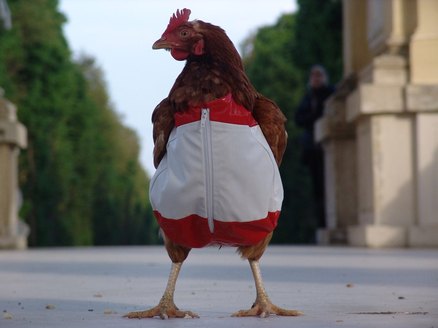 chicken3
