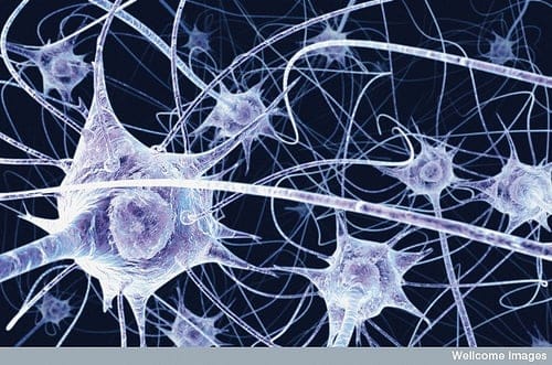 cell picture