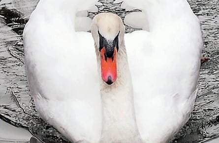 110120_brutus