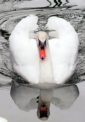 Free as a bird and yet