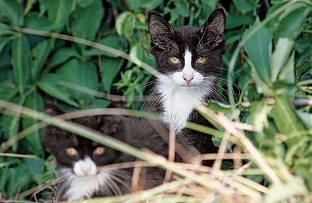 When the cat’s a stray