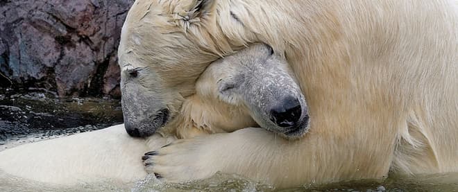 APTOPIX EU Germany Polar Bears