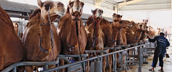 An udderly new camel business
