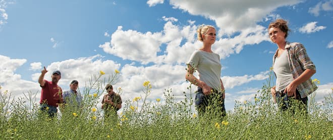 From ancient grains, a healthy new oil