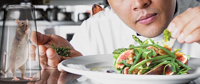 Pest control for vegans - It’s complicated