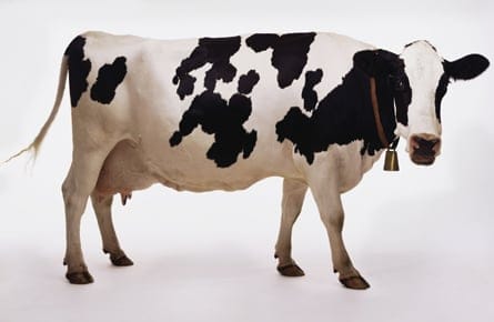 The $25,000 cow