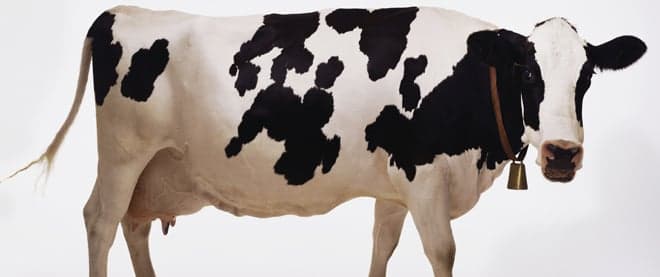 The $25,000 cow