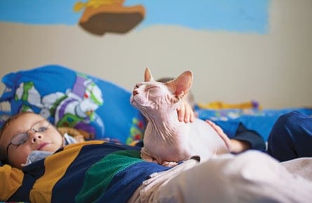 Cats and guinea pigs get naked
