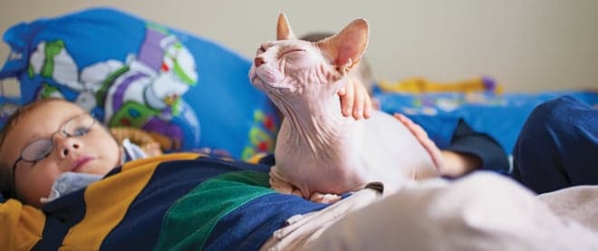 Cats and guinea pigs get naked