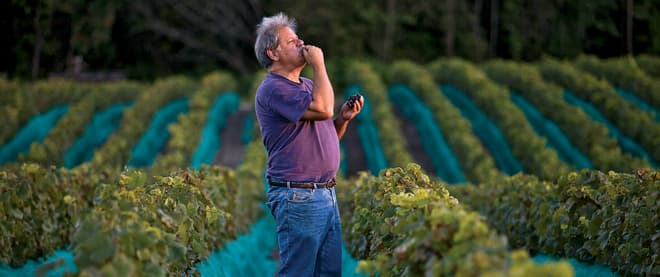What your wine label won’t tell you