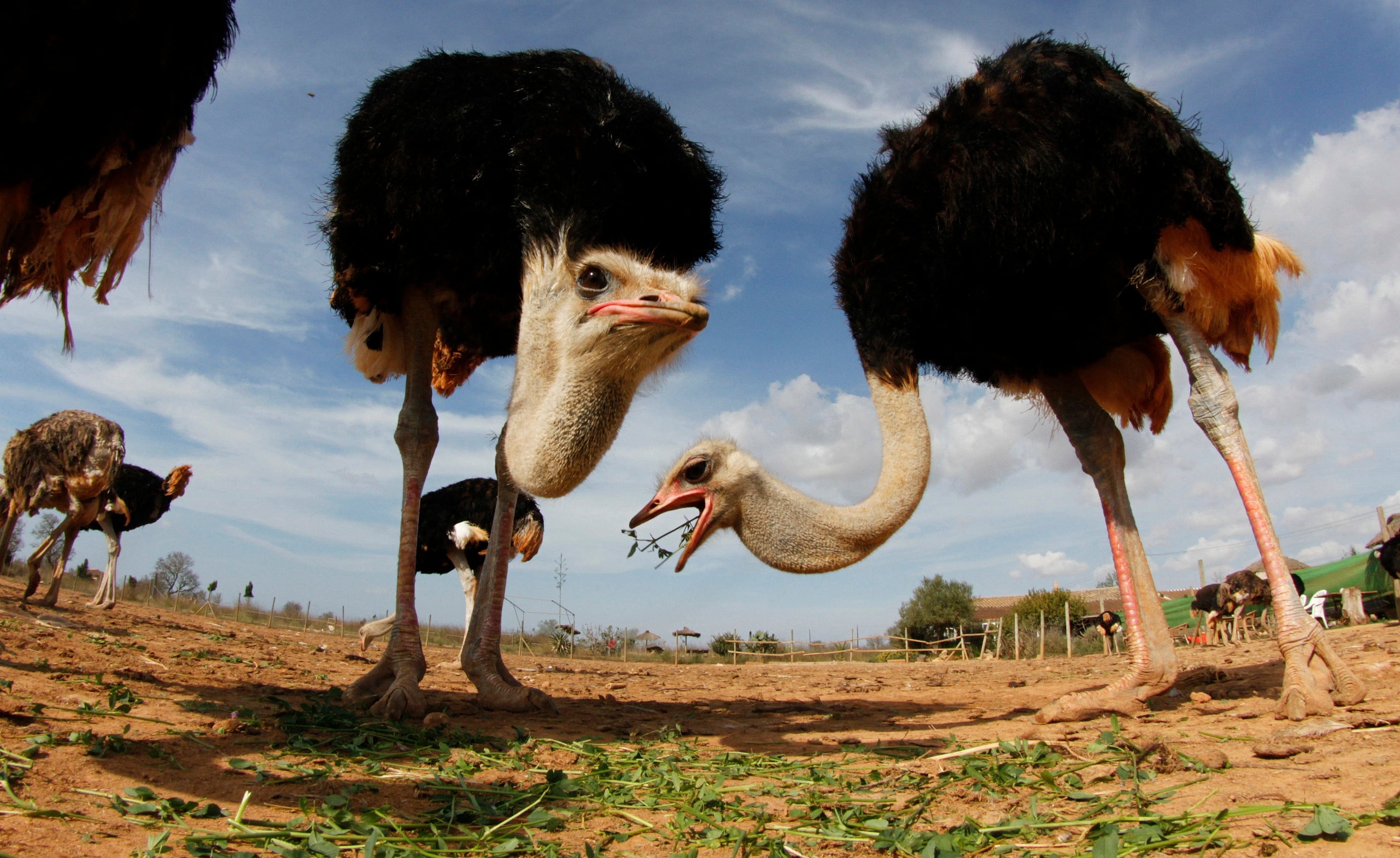Ostriches graze at "Artestruz" ostrich farm