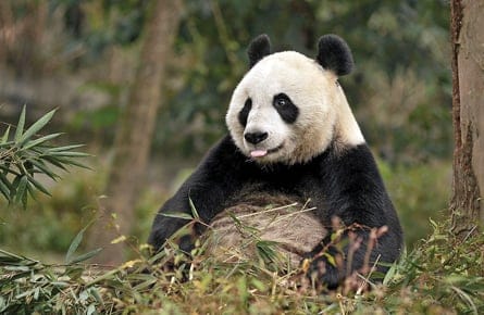 Poo-pooing the pandas