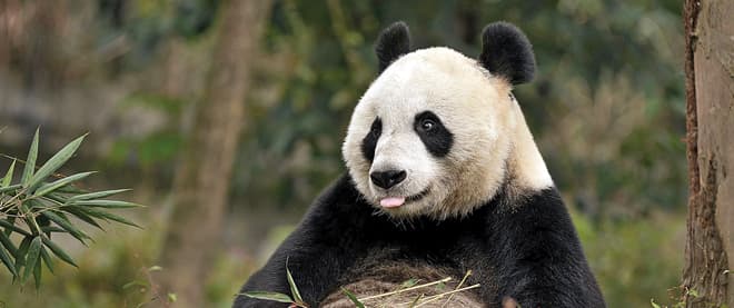 Poo-pooing the pandas
