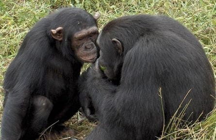 chimps rotator