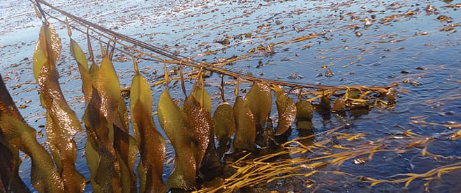 Algal boom