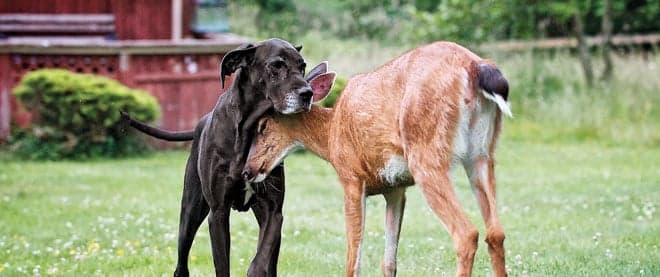 Found a fawn? Back off and let bambi be.